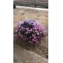 ONLINE PLANTS AUCTION