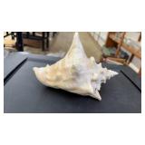 VINTAGE CONCH SHELL