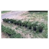 ROW LOT OF SHRUBS 16 COUNT