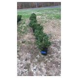 ROW LOT OF SHRUBS 17 COUNT