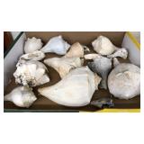 LRG COLL OF ASST SEASHELLS