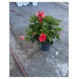 Red Hibiscus Bush