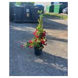 Red Mandevilla Trellis