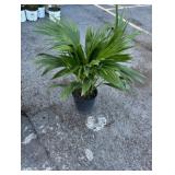 Fan Palm