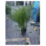 Roebellini Palm Tree