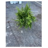 Kimberly Queen Fern