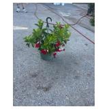 Red Madevilla Hanging Basket