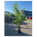 Majesty Palm Tree