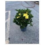Yellow Hibiscus Bush
