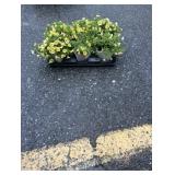 Flat of Yellow Calibrachoa