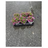 Flat of Pink Calibrachoa