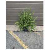 Kimberly Queen Fern