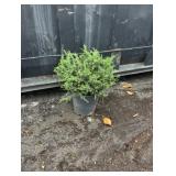 3G Sargent Juniper