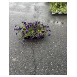 Flat of Purple Petunia