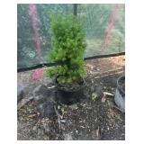 3G Taxus