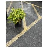 3G Firepower Nandina