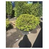 Boxwood Shrub