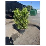 5G Schip Laurel