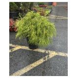 5G Gold Mop Cypress