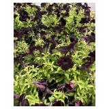 PLANTS COMING IN MONDAY 6/8, PICS AND LOTS COMING