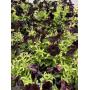 ONLINE PLANT AUCTION 6/08/2026- 06/10/2026