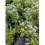 ONLINE PLANT AUCTION 6/08/2026- 06/10/2026