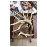 BOX OF ANTLERS