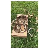FLAT OF ASST. ANTLERS