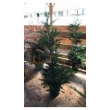 LEYLAND CYPRESS