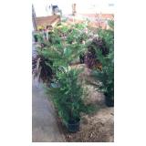 LEYLAND CYPRESS