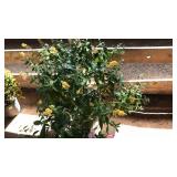 YELLOW BUTTERFLYL BUSH