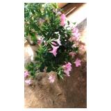 PINK MADINIA VINE