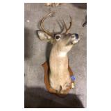 BUCK ON WOOD WALL MOUNT