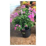 GARDEN PHLOX PINK PERENNIAL