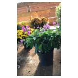GARDEN PHLOX PINK PERENNIAL
