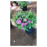 GARDEN PHLOX PINK PERENNIAL