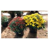 (2) MUMS: YELLOW AND RED
