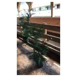 LEYLAND CYPRESS