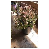 ROSE CREEK ABELIA