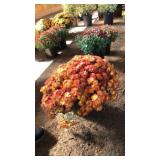 MIXED COLOR MUM