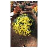 HANGING YELLOW MUM BASKET