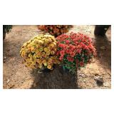 (2) MIXED COLOR MUMS