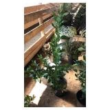 BLUEBERRY BUSHES