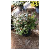ROSE CREEK ABELIA