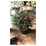 ROSE CREEK ABELIA