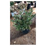 ROSE CREEK ABELIA
