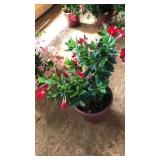 RED MADINIA VINE