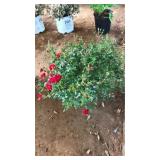 RED DRIFT ROSES