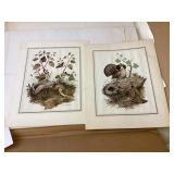 Framable Wildlife Art