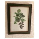 "Rubus Linkianus" Picture, 15x19"